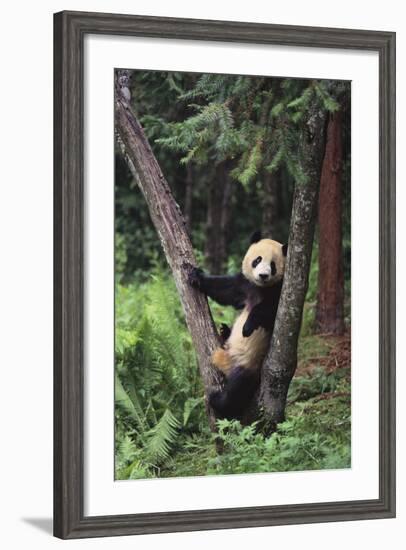 Giant Panda in the Forest-DLILLC-Framed Photographic Print