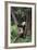 Giant Panda in the Forest-DLILLC-Framed Photographic Print