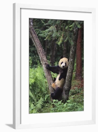 Giant Panda in the Forest-DLILLC-Framed Photographic Print