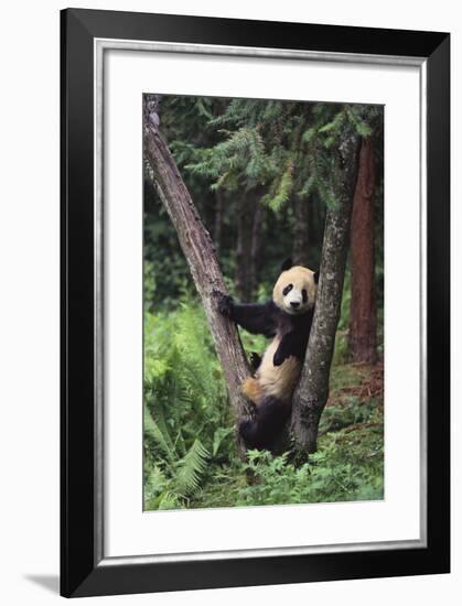 Giant Panda in the Forest-DLILLC-Framed Photographic Print