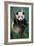 Giant Panda Juvenile Sitting in Tree Fork-null-Framed Photographic Print