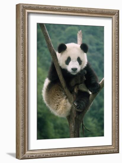 Giant Panda Juvenile Sitting in Tree Fork-null-Framed Photographic Print