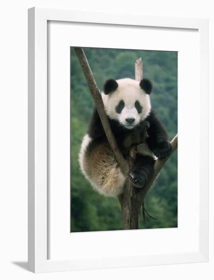 Giant Panda Juvenile Sitting in Tree Fork-null-Framed Photographic Print