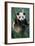 Giant Panda Juvenile Sitting in Tree Fork-null-Framed Photographic Print