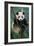 Giant Panda Juvenile Sitting in Tree Fork-null-Framed Photographic Print