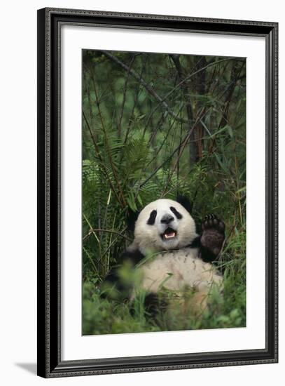 Giant Panda Lying in Forest-DLILLC-Framed Photographic Print