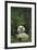 Giant Panda Lying in Forest-DLILLC-Framed Photographic Print