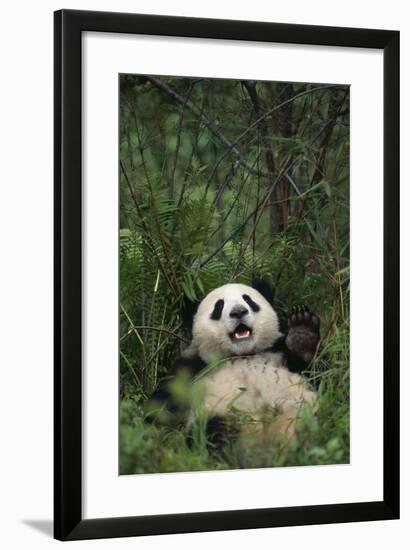 Giant Panda Lying in Forest-DLILLC-Framed Photographic Print