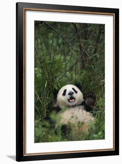 Giant Panda Lying in Forest-DLILLC-Framed Photographic Print