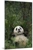 Giant Panda Lying in Forest-DLILLC-Mounted Photographic Print