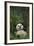 Giant Panda Lying in Forest-DLILLC-Framed Photographic Print