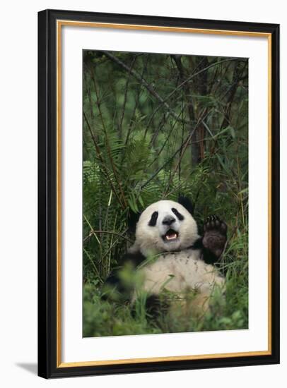 Giant Panda Lying in Forest-DLILLC-Framed Photographic Print