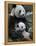 Giant Panda Mother and Baby, Wolong Nature Reserve, China-Eric Baccega-Framed Premier Image Canvas