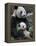 Giant Panda Mother and Baby, Wolong Nature Reserve, China-Eric Baccega-Framed Premier Image Canvas