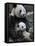 Giant Panda Mother and Baby, Wolong Nature Reserve, China-Eric Baccega-Framed Premier Image Canvas