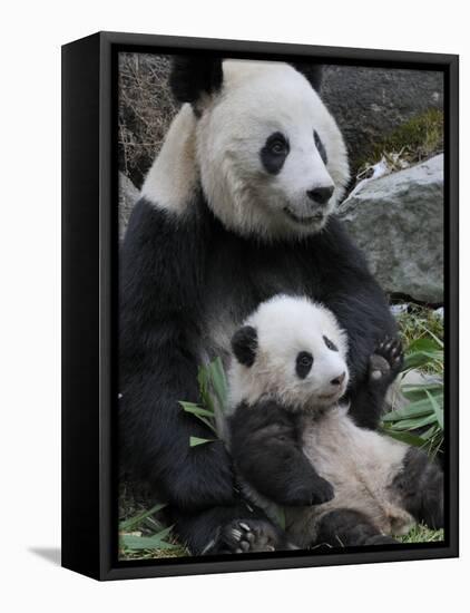 Giant Panda Mother and Baby, Wolong Nature Reserve, China-Eric Baccega-Framed Premier Image Canvas