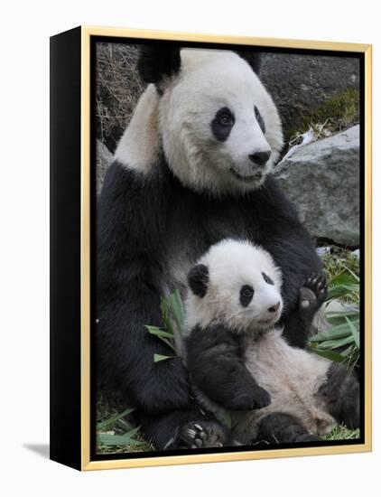 Giant Panda Mother and Baby, Wolong Nature Reserve, China-Eric Baccega-Framed Premier Image Canvas