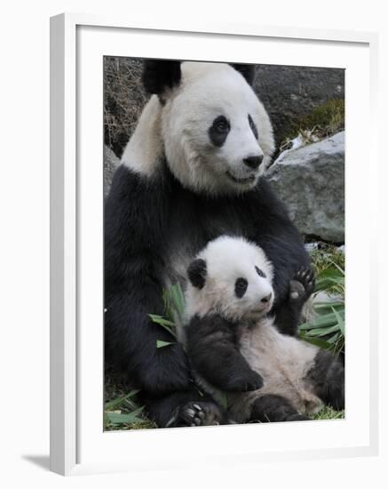 Giant Panda Mother and Baby, Wolong Nature Reserve, China-Eric Baccega-Framed Photographic Print