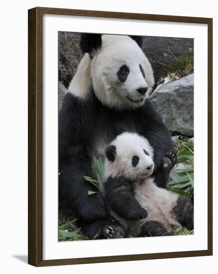 Giant Panda Mother and Baby, Wolong Nature Reserve, China-Eric Baccega-Framed Photographic Print