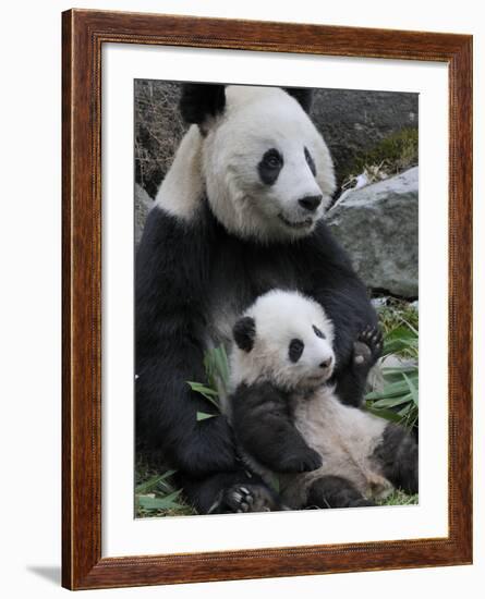 Giant Panda Mother and Baby, Wolong Nature Reserve, China-Eric Baccega-Framed Photographic Print