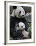 'Giant Panda Mother and Baby, Wolong Nature Reserve, China ...