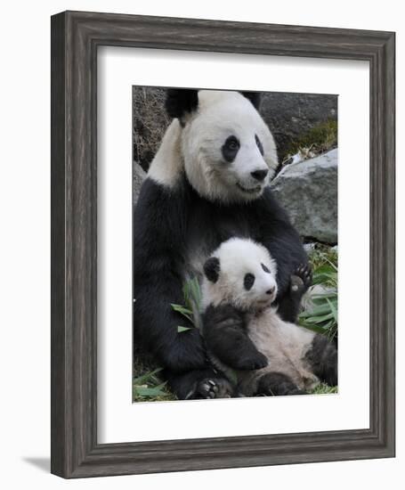 Giant Panda Mother and Baby, Wolong Nature Reserve, China-Eric Baccega-Framed Photographic Print