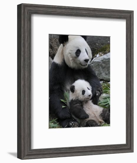 Giant Panda Mother and Baby, Wolong Nature Reserve, China-Eric Baccega-Framed Photographic Print