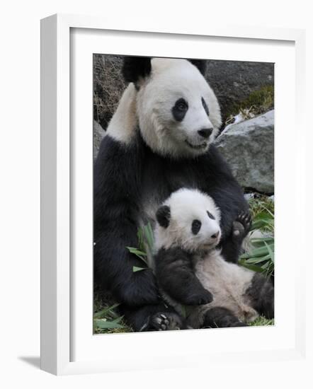 Giant Panda Mother and Baby, Wolong Nature Reserve, China-Eric Baccega-Framed Photographic Print