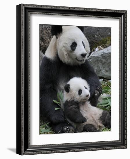 Giant Panda Mother and Baby, Wolong Nature Reserve, China-Eric Baccega-Framed Photographic Print