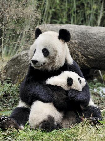 Giant Panda, Mother and Baby' Art Print - Eric Baccega | Art.com