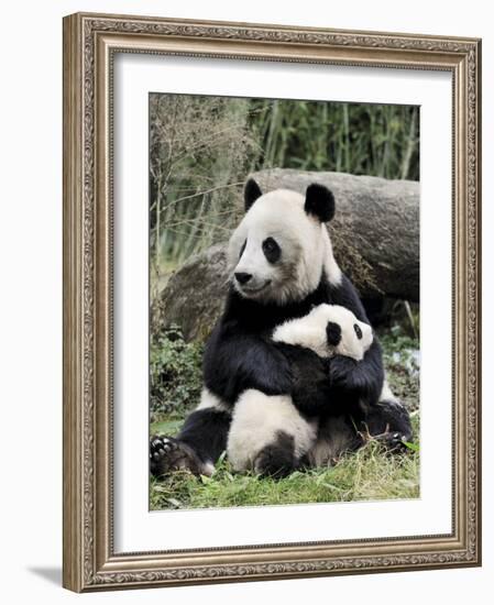 Giant Panda, Mother and Baby-Eric Baccega-Framed Art Print