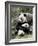 Giant Panda, Mother and Baby-Eric Baccega-Framed Art Print