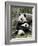 Giant Panda, Mother and Baby-Eric Baccega-Framed Art Print