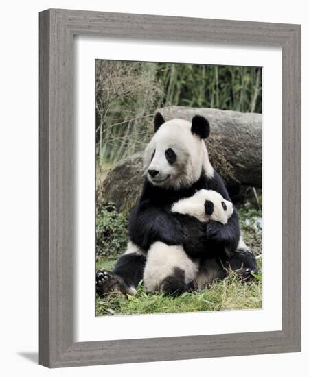 Giant Panda, Mother and Baby-Eric Baccega-Framed Art Print