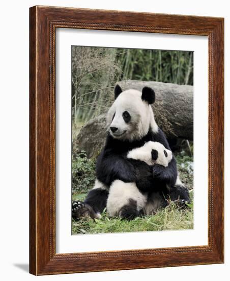 Giant Panda, Mother and Baby-Eric Baccega-Framed Art Print