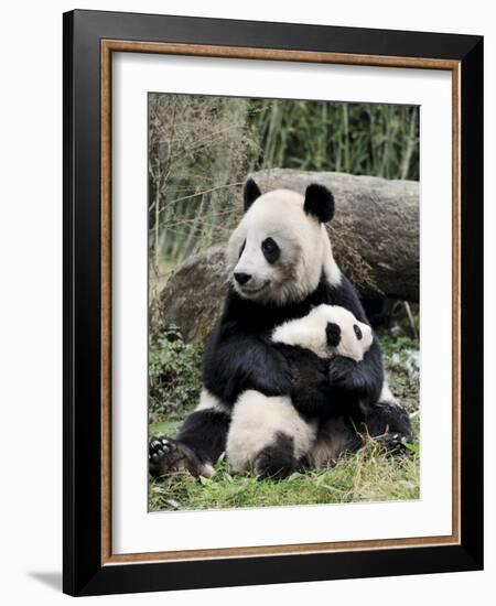 Giant Panda, Mother and Baby-Eric Baccega-Framed Art Print