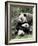 Giant Panda, Mother and Baby-Eric Baccega-Framed Art Print