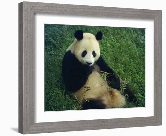 Giant Panda, Sichuan Province, China-Jane Sweeney-Framed Photographic Print