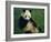 Giant Panda, Sichuan Province, China-Jane Sweeney-Framed Photographic Print