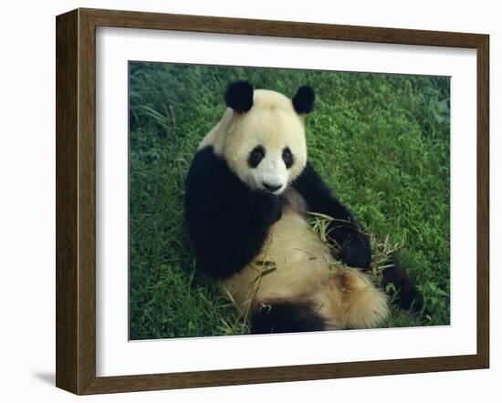 Giant Panda, Sichuan Province, China-Jane Sweeney-Framed Photographic Print