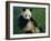 Giant Panda, Sichuan Province, China-Jane Sweeney-Framed Photographic Print