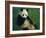 Giant Panda, Sichuan Province, China-Jane Sweeney-Framed Photographic Print