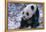 Giant Panda Sitting in Snow-DLILLC-Framed Premier Image Canvas