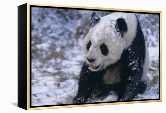 Giant Panda Sitting in Snow-DLILLC-Framed Premier Image Canvas