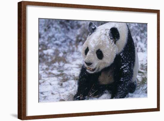 Giant Panda Sitting in Snow-DLILLC-Framed Photographic Print