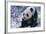 Giant Panda Sitting in Snow-DLILLC-Framed Photographic Print