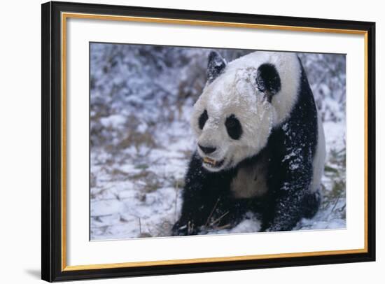 Giant Panda Sitting in Snow-DLILLC-Framed Photographic Print