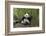 Giant panda sitting, Wolong Nature Reserve, Sichuan, China-Suzi Eszterhas-Framed Photographic Print