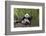 Giant panda sitting, Wolong Nature Reserve, Sichuan, China-Suzi Eszterhas-Framed Photographic Print