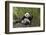 Giant panda sitting, Wolong Nature Reserve, Sichuan, China-Suzi Eszterhas-Framed Photographic Print